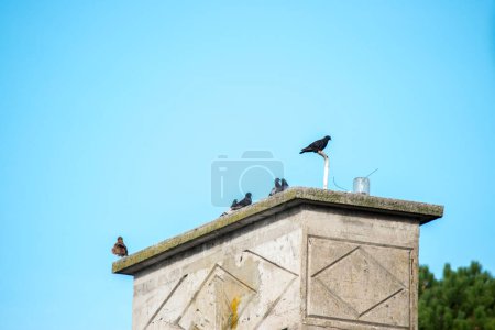 palomas encaramadas sobre la chimenea de una casa