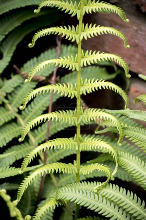 detail of the leaves of a fern. Filicopsida