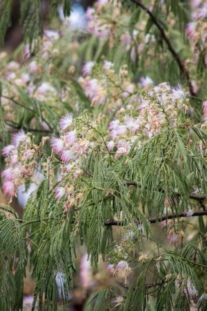 Flores de la acacia de Constantinopla. Albizia julibrissin