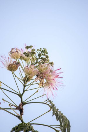 Flowers of the Constantinople acacia tree. Albizia julibrissin