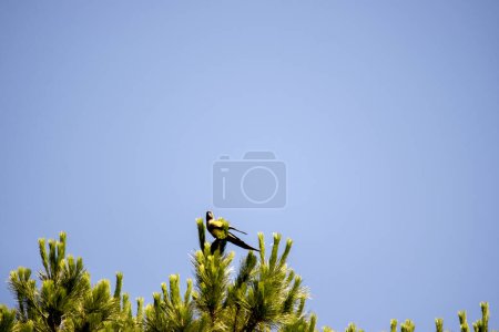 Green parrot perched high in the branches of a pine tree