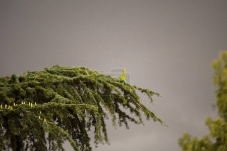 Perroquet vert perché haut dans les branches d'un pin