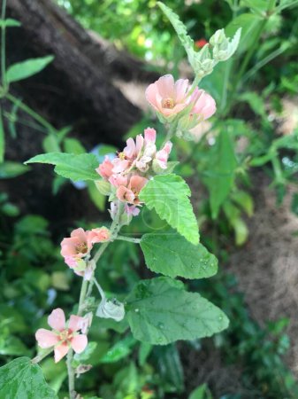 Pale pink flowers of the Rose Malva plant (Sphaeralcea bonariensis)