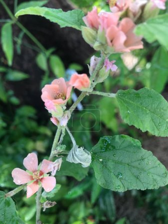 Fleurs rose pâle de la plante Rose Malva (Sphaeralcea bonariensis)
