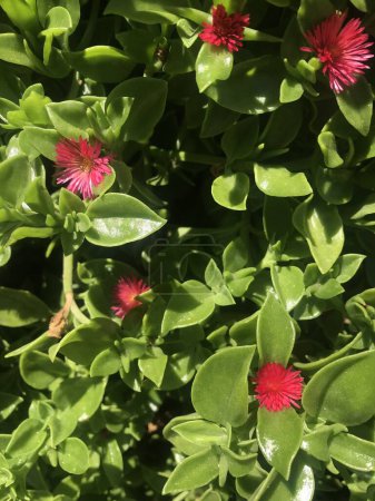 kleine rote Blüten der Pflanze Aptenia cordifolia Schwantes