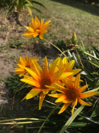 orange flowers of the Mutisia plant