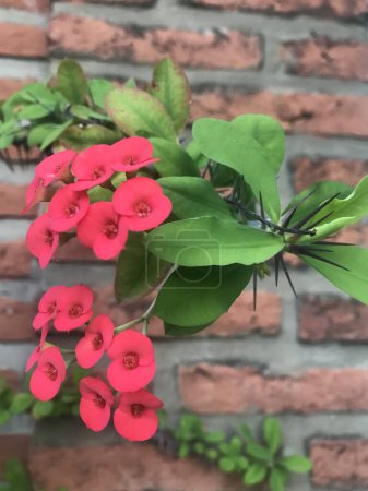 Kleine rote Blüten einer Euphorbia milii