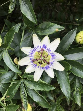 Foto de Primer plano de la flor de Passiflora caerulea - Imagen libre de derechos