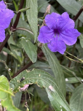 violette Blüten einer Ruelia