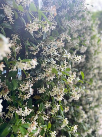 small white flowers of a fence in spring