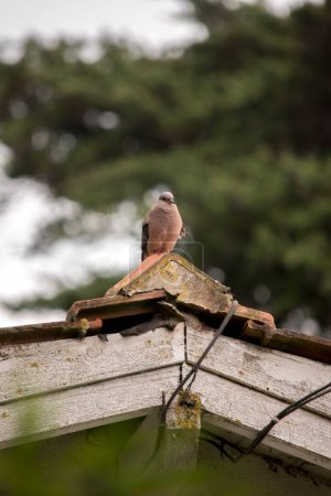 pigeon perched on top of a roof