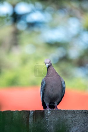 pigeon perched on top of a roof