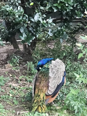 colorful peacocks at the Buenos Aires zoo