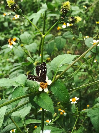 Butterfly perched on the flowers of the Bidens pilosa plant