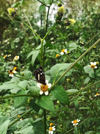 Schmetterling auf den Blüten der Pflanze Bidens pilosa