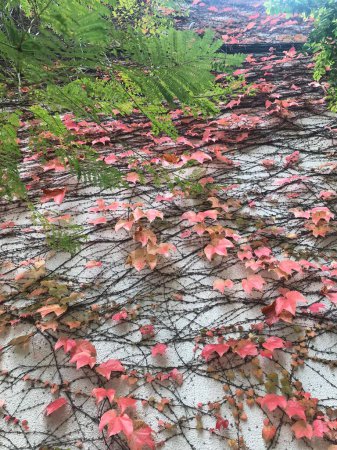 autumn leaves of the creeper Parthenocissus tricuspidata