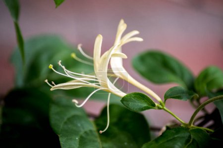 white flowers of a Lonicera japonica