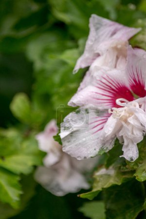 large flowers of the Hibiscus syriacus plant