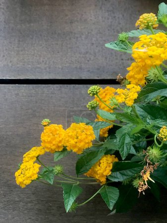 yellow lantanas on a wooden background