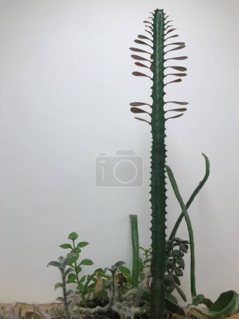 Foto des Kaktus Euphorbia trigona