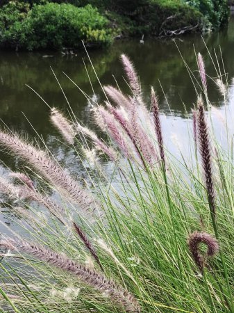 detail of the plant Pennisetum alopecuroides