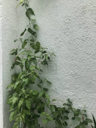 creeper plant on the white wall. Pyrostegia venusta