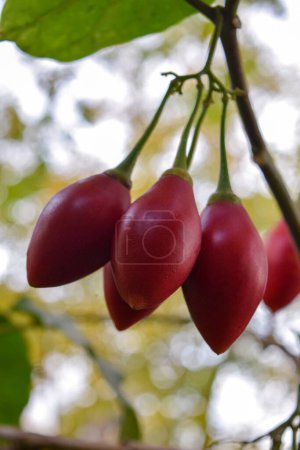 Nahaufnahme der Früchte von Solanum betaceu