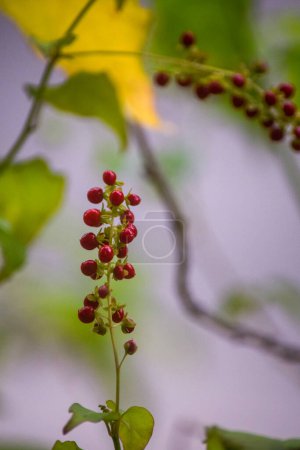 kleine rote Früchte des Plans Rivina humilis