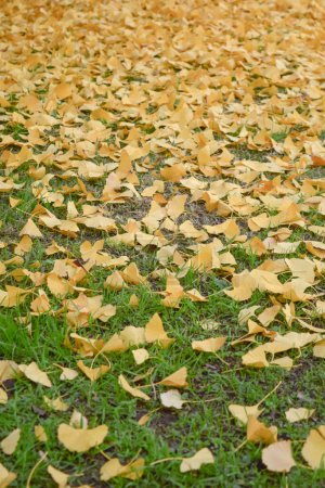 hojas amarillas en el suelo del árbol Ginkgo biloba en el autum