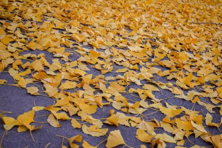 hojas amarillas en el suelo del árbol Ginkgo biloba en otoño