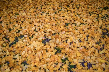 hojas amarillas en el suelo del árbol Ginkgo biloba en otoño