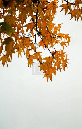 reddish leaves of the liquidambar tree in autumn