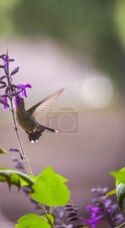 kleiner Kolibri auf violetter Salbeiblume