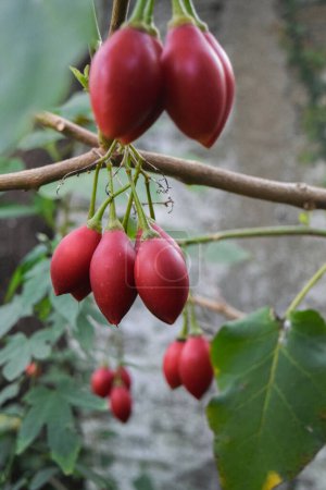 Nahaufnahme der Früchte von Solanum betaceum