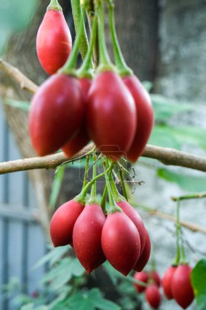 Nahaufnahme der Früchte von Solanum betaceum