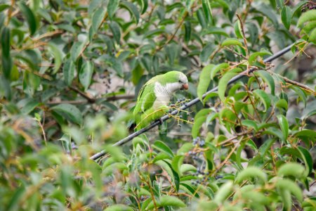 small green parrot perched on the branches of a tree.