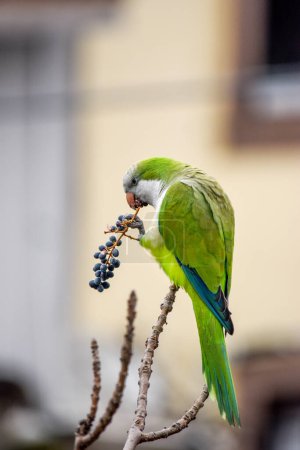 kleiner grüner Papagei, der auf den Ästen eines Baumes hockt.