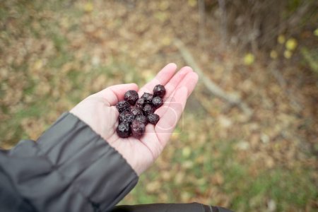 Foto de Hand Holding Berries Outdoors in the Fall - Imagen libre de derechos