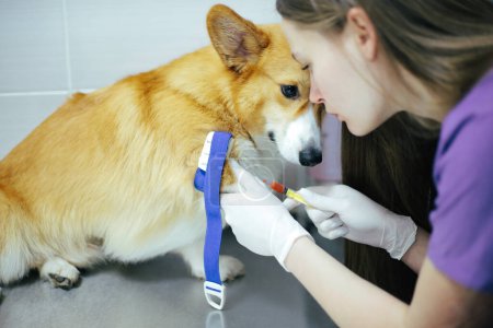 Foto de Una chica veterinaria examina a un perro en la clínica - Imagen libre de derechos