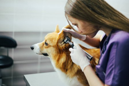 Téléchargez les photos : Une fille vétérinaire examine un chien à la clinique - en image libre de droit