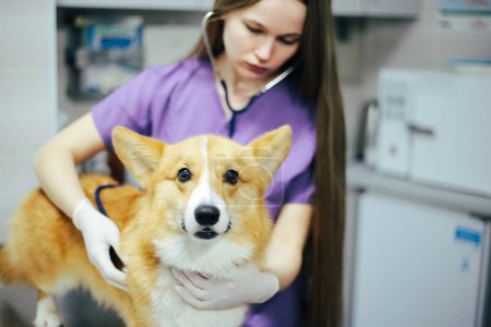 Téléchargez les photos : Fille vétérinaire examine un chien en clinique - en image libre de droit