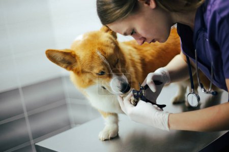 Photo for A girl veterinarian examines a dog in clinic - Royalty Free Image