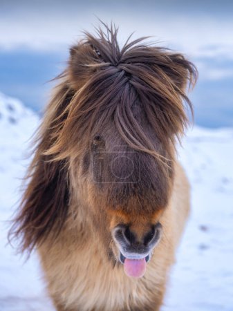 Portrait d'un cheval en Islande. Cheval sauvage. Cheval sur le Westfjord en Islande. Composition avec des animaux sauvages. Image de voyage. Islande en hiver.
