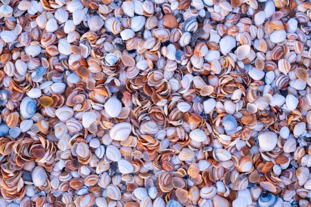 Photo for Seashells on the seashore as a background. Marine fauna. Natural background of natural materials. Photo as abstract background. - Royalty Free Image