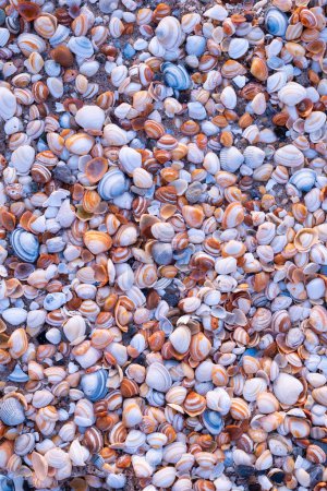 Photo for Seashells on the seashore as a background. Marine fauna. Natural background of natural materials. Photo as abstract background. - Royalty Free Image