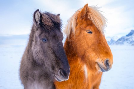 Pferde in Island. Wildpferde in einer Gruppe. Pferde auf dem Westfjord in Island. Komposition mit wilden Tieren. Reise-Image