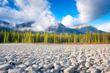 Photo for Mountain landscape at the morning. River coast with stones and forest in a mountain valley. Natural landscape with a blue sky and sunshine. Wallpaper. Alberta, Canada. - Royalty Free Image