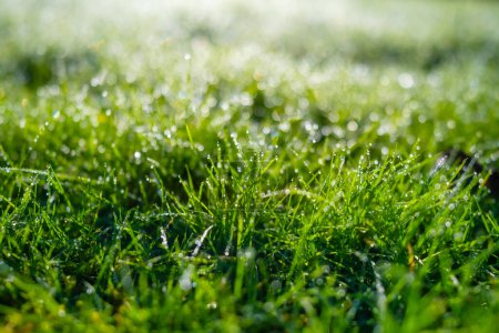 Photo for Dew on the grass at dawn. Bright sunshine an - Royalty Free Image