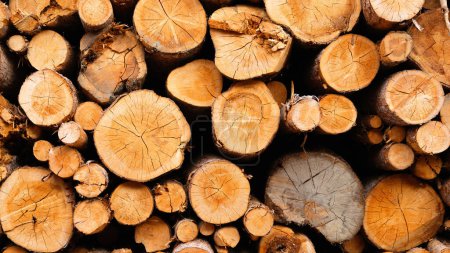 Téléchargez les photos : Logs comme arrière-plan. Texture de bois naturel. Texture naturelle. Grande photo de résolution pour la conception. - en image libre de droit