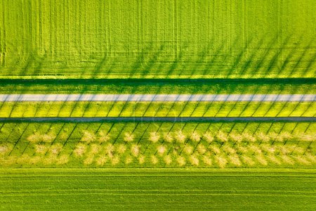 Foto de Vista aérea del campo, árboles y carretera. Paisaje de un dron. Luz y sombra. Fondo natural del dron. Vista desde arriba. Agricultura. - Imagen libre de derechos